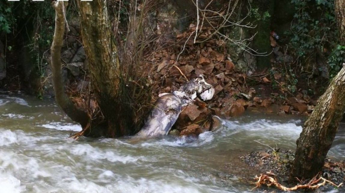 Els agents rurals troben un exemplar de silur a l'embassament de Vallforners