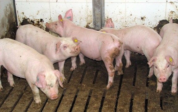 Agredeix dos policies a Terrassa quan és detingut