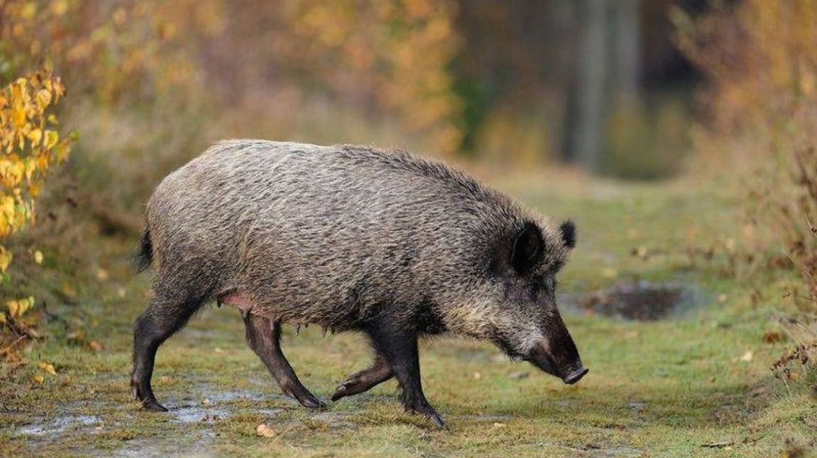 Unió de Pagesos exigeix solucions a la plaga de senglars al Gironès