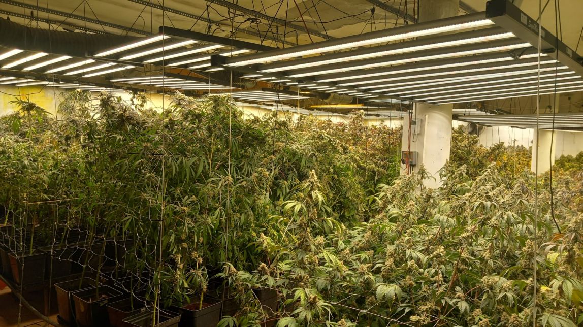 Intervenen 880 plantes de marihuana en una casa ocupada a Vacarisses