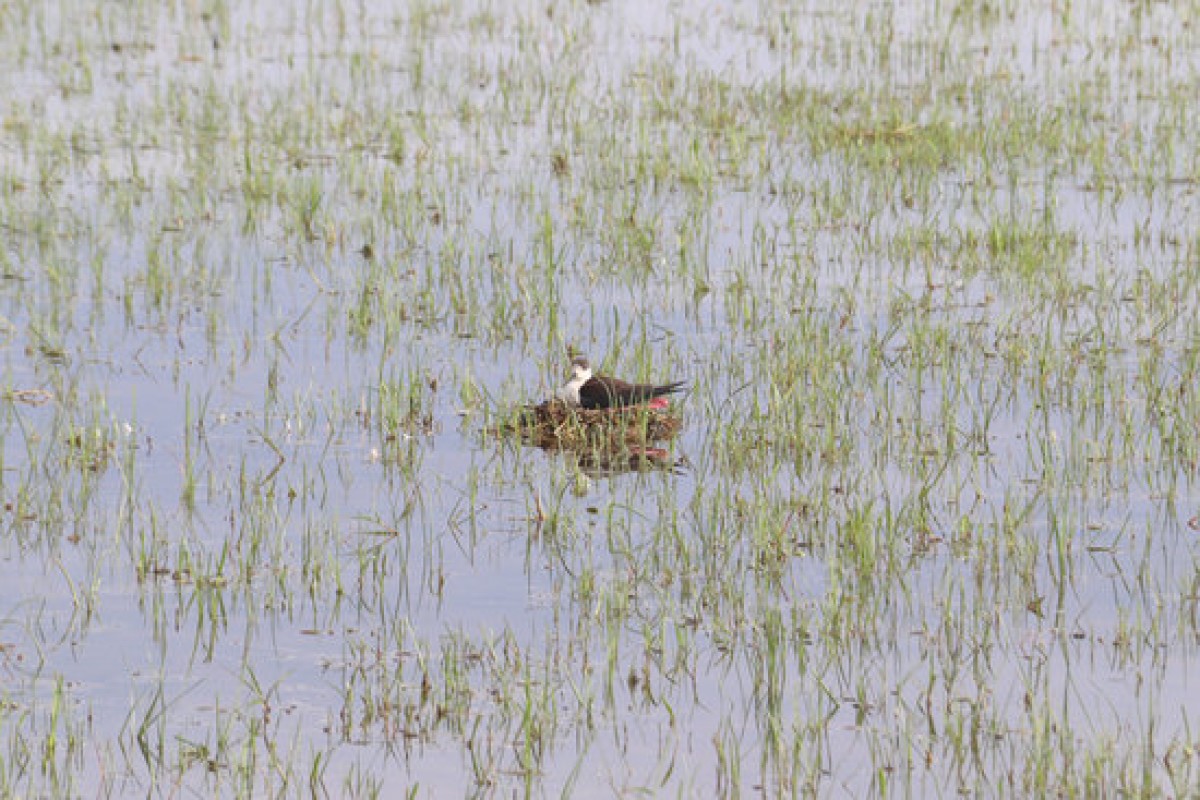 L'agró blanc i el bernat pescaire podrien criar per primer cop als aiguamolls de l'Alt Empordà