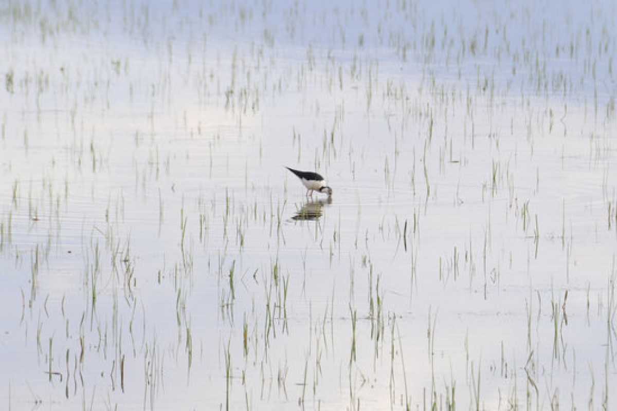 Ocells que hi ha als aiguamolls de l'Empordà buscant insectes per menjar - ACN