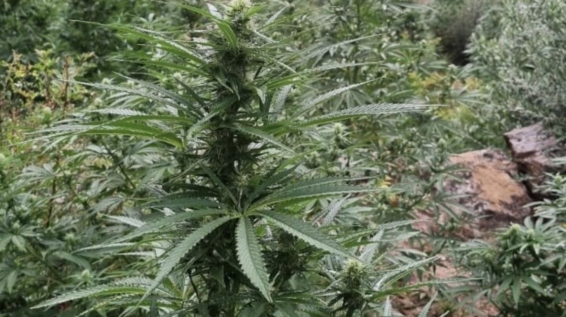 Desmantellada una segona macroplantació de marihuana a Almatret 