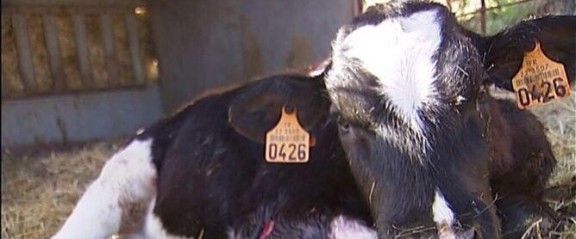 FGC reforçarà el servei de la línia del Vallès per la Diada