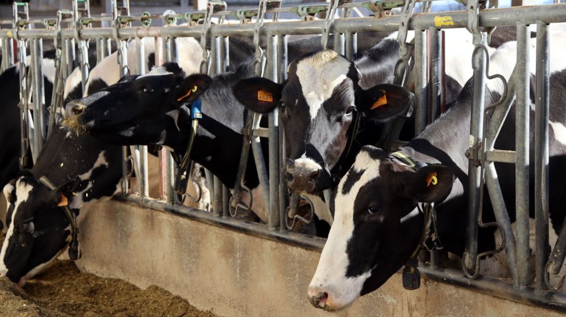 Restringits els moviments d'animals en un radi de 50 km per un possible focus de dermatosi nodular a Osona