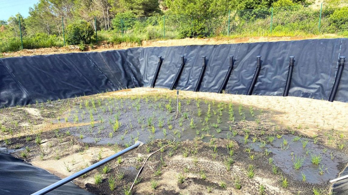 Apliquen una solució basada en la natura per tractar els fangs de la depuradora del Pont