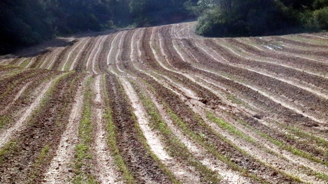 Unió de Pagesos demana tractar «de manera urgent» els pins afectats per la pedregada del Bages