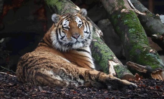 Un zoo de Dinamarca demana mascotes vives per alimentar els depredadors