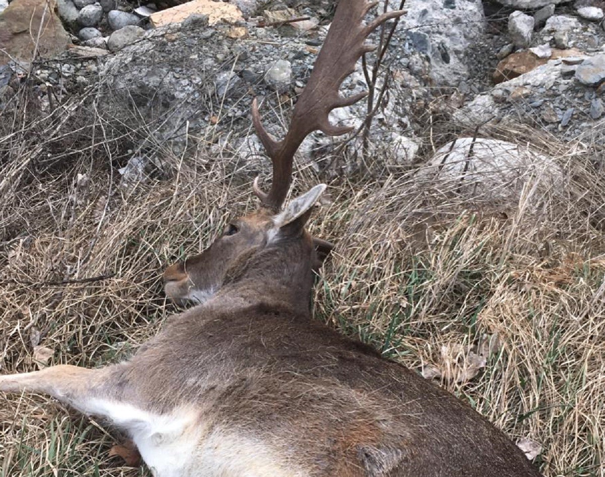 Maten a trets 34 daines al Pallars Sobirà