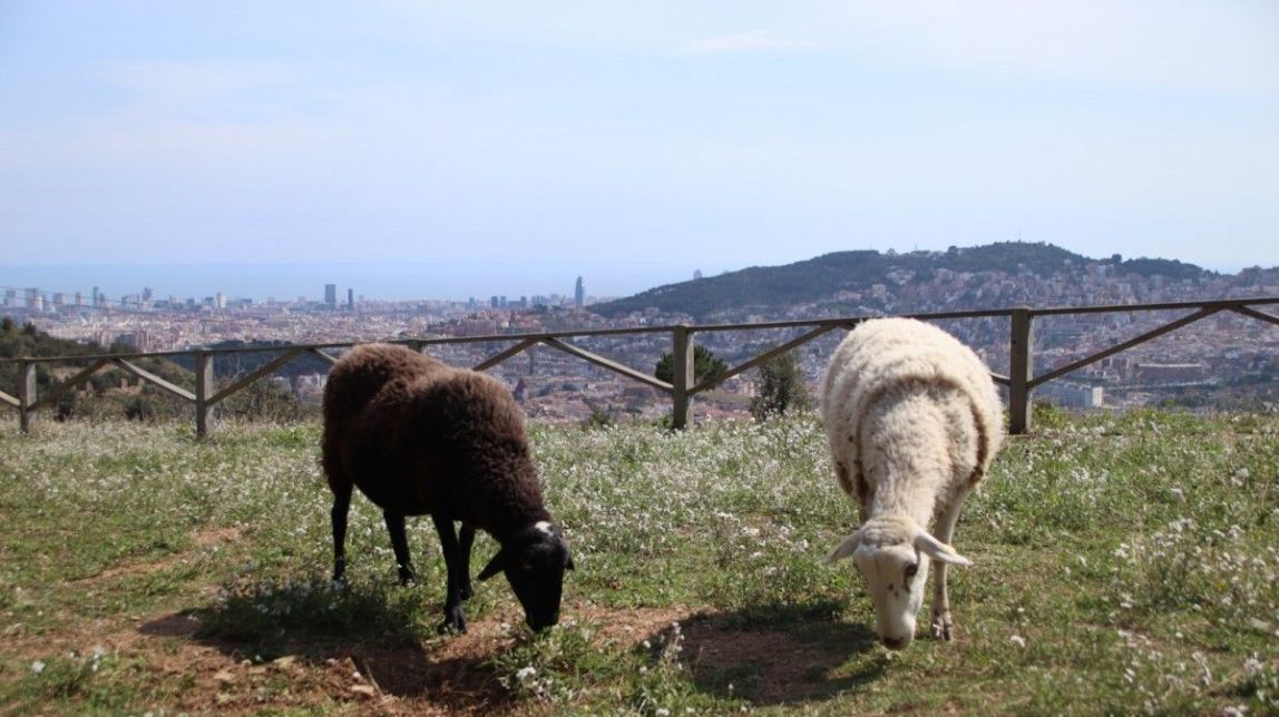El ramat d'ovelles i cabres deixa de pastar a Collserola després de la prova pilot