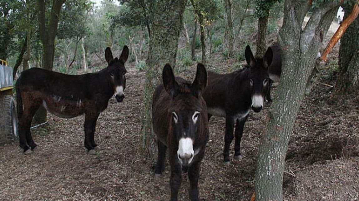 Pastura de rucs a Collserola