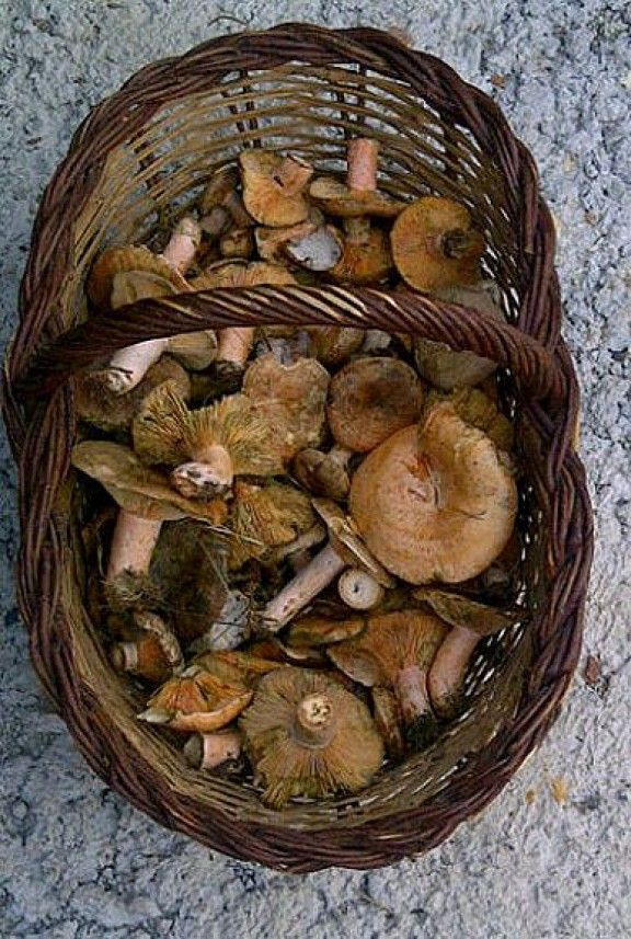 Rovellons trobats a Molló.
                                                                             |
                                                                     Jordi Vives - |
                                                                    