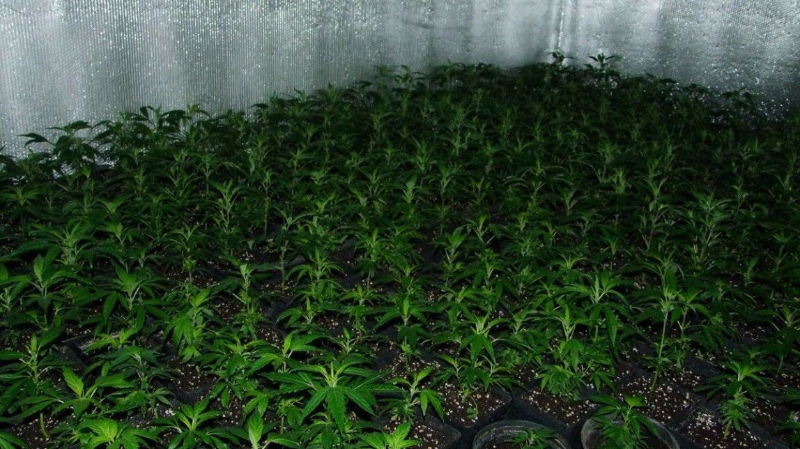 Els Mossos ampliaran l'àrea de delictes econòmics per reforçar la lluitar contra el tràfic de marihuana