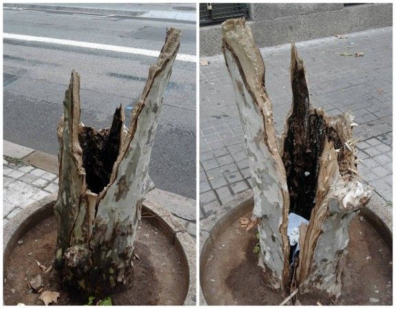 Un arbre al carrer Alfons XIII que amenaça els vianants