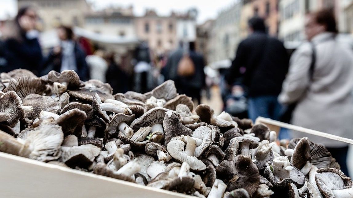 La temporada boletaire només se salvarà si plou aquesta setmana