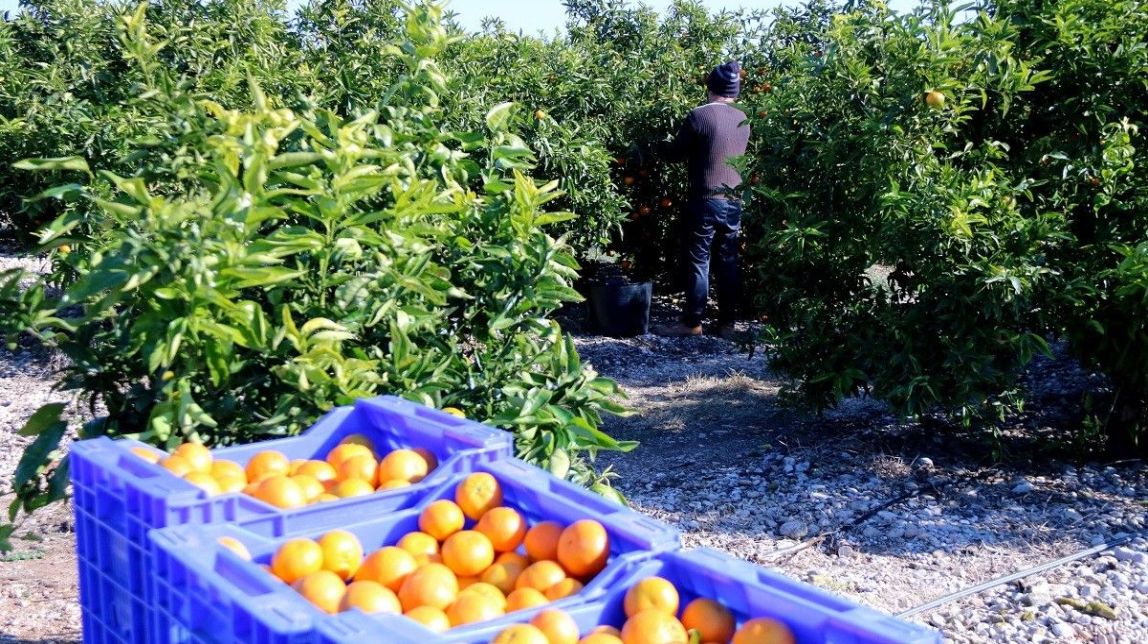 S'ensorra el preu dels cítrics catalans per la importació 