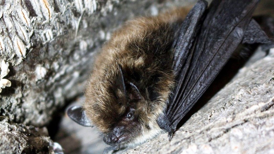 Troben ratpenats de bigotis per primera vegada al Parc Natural del Cadí-Moixeró