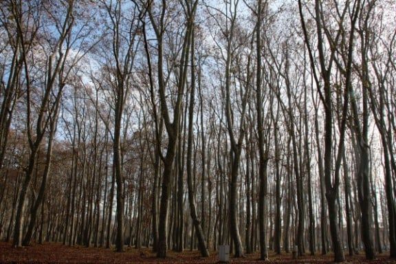 Multes de fins a 10.000 euros fer mal ús de la Devesa o causar danys als arbres