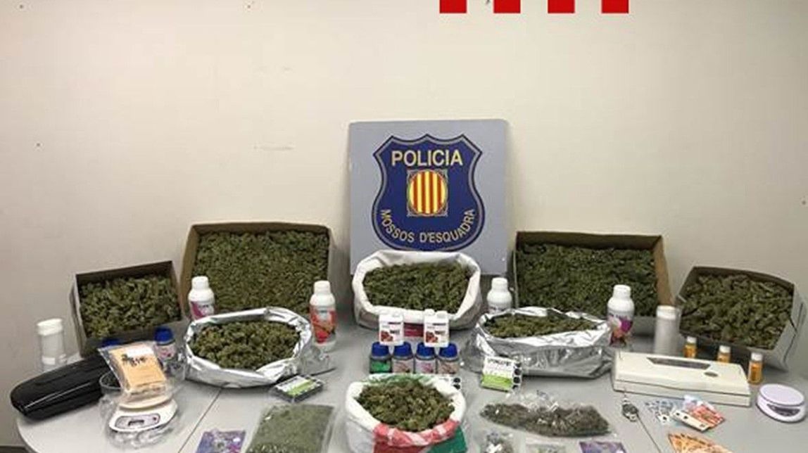 Desarticulat un grup criminal dedicat al cultiu i al tràfic de marihuana a l'àrea metropolitana