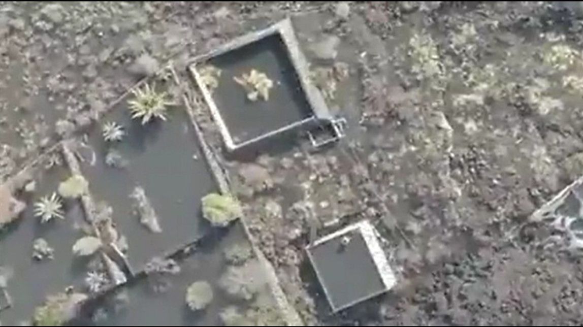 La solució per alliberar quatre gossos atrapats per la lava del volcà de La Palma