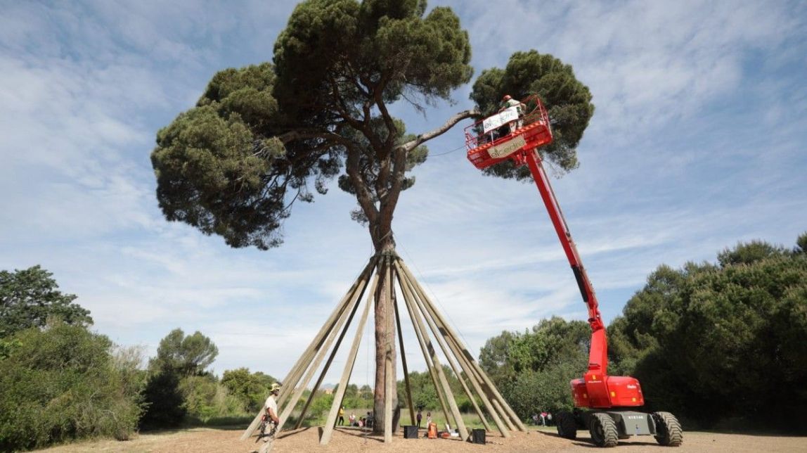 El Pi d'en Xandri aguanta i es recupera a poc a poc de l'atac quasi mortal de fa 25 anys