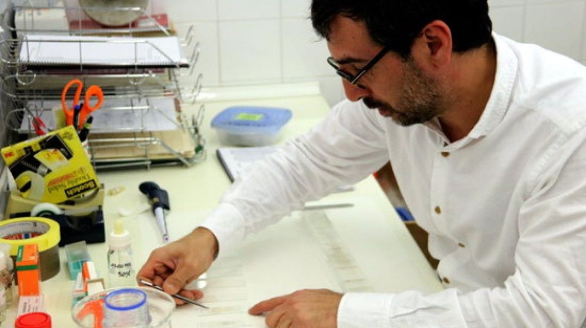 Els experts avisen que l’alta concentració de pol·len pot fer «debutar» nous al·lèrgics