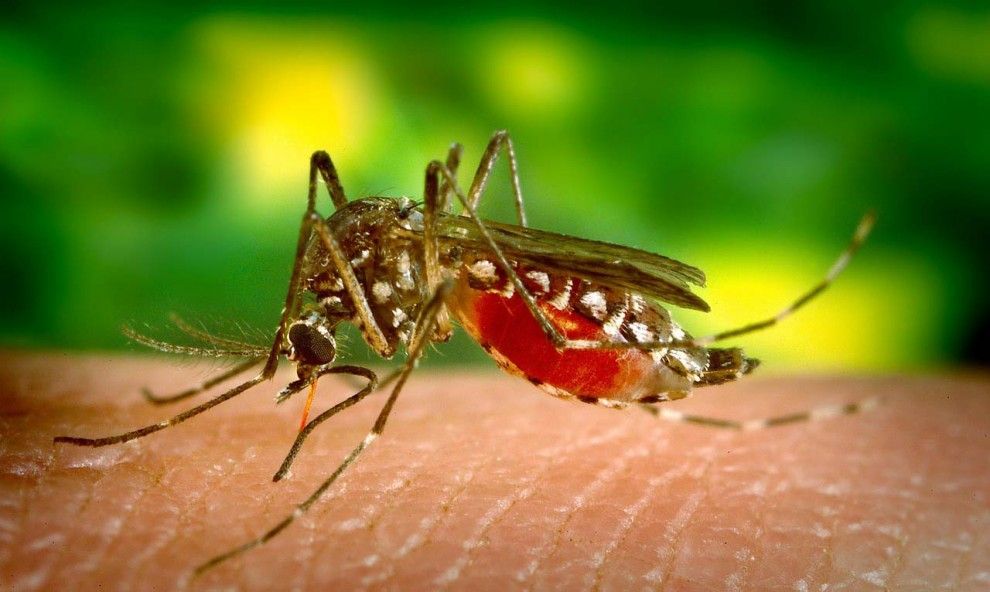 Els remeis casolans per combatre les picades de mosquit