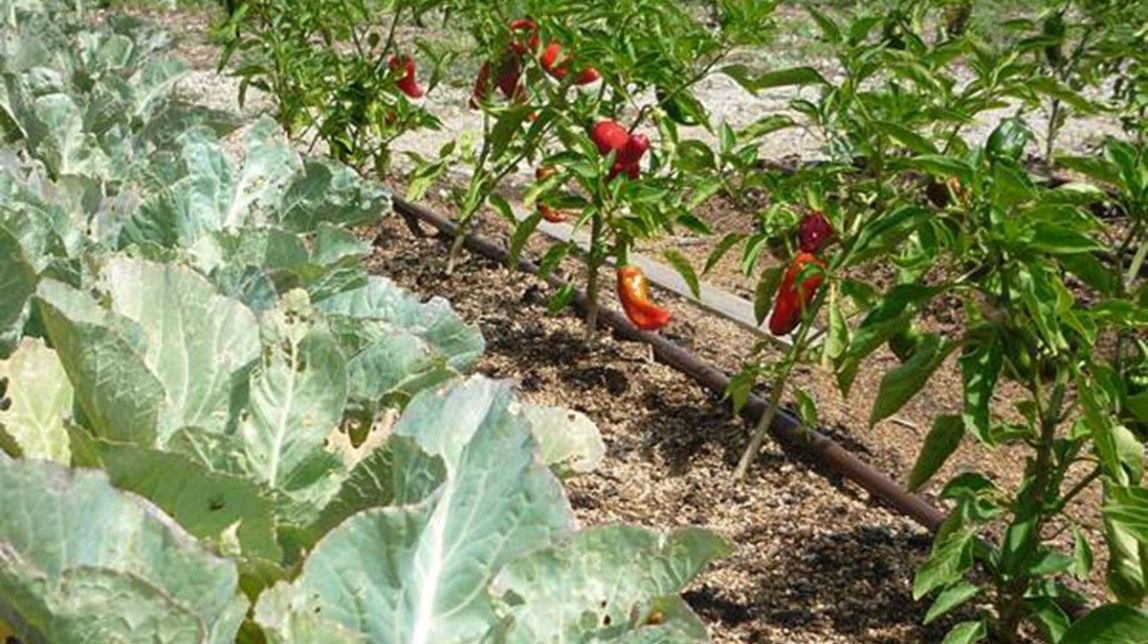 Entitats demanen mantenir l'horta d'autoconsum durant el confinament
                                                                             |
                                                                     Aj. de Vic - |
                                                                    