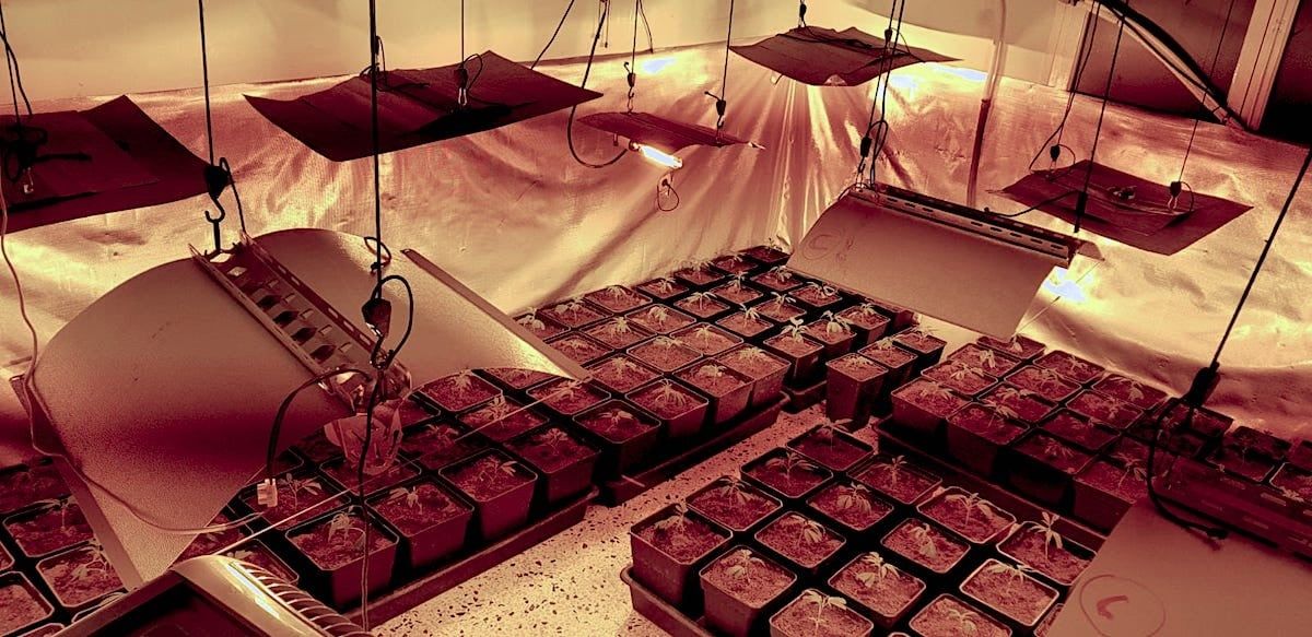 Els Mossos detenen tres homes i comissen 400 plantes de marihuana a Sabadell