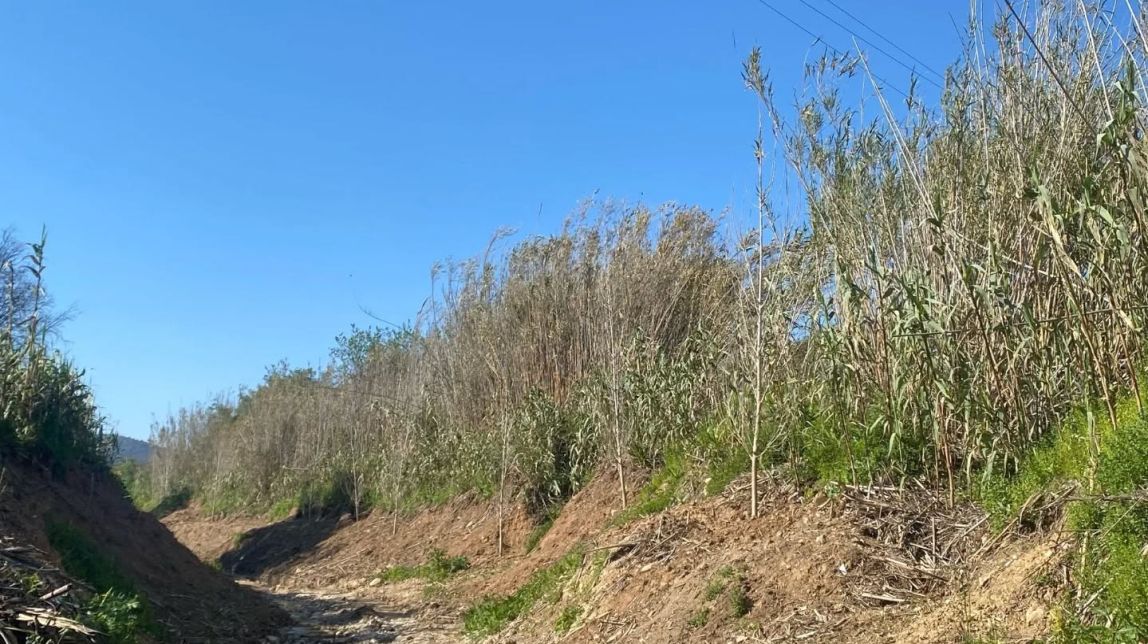 Llorenç del Penedès renaturalitza el Torrent de Baix amb arbres i arbustos autòctons