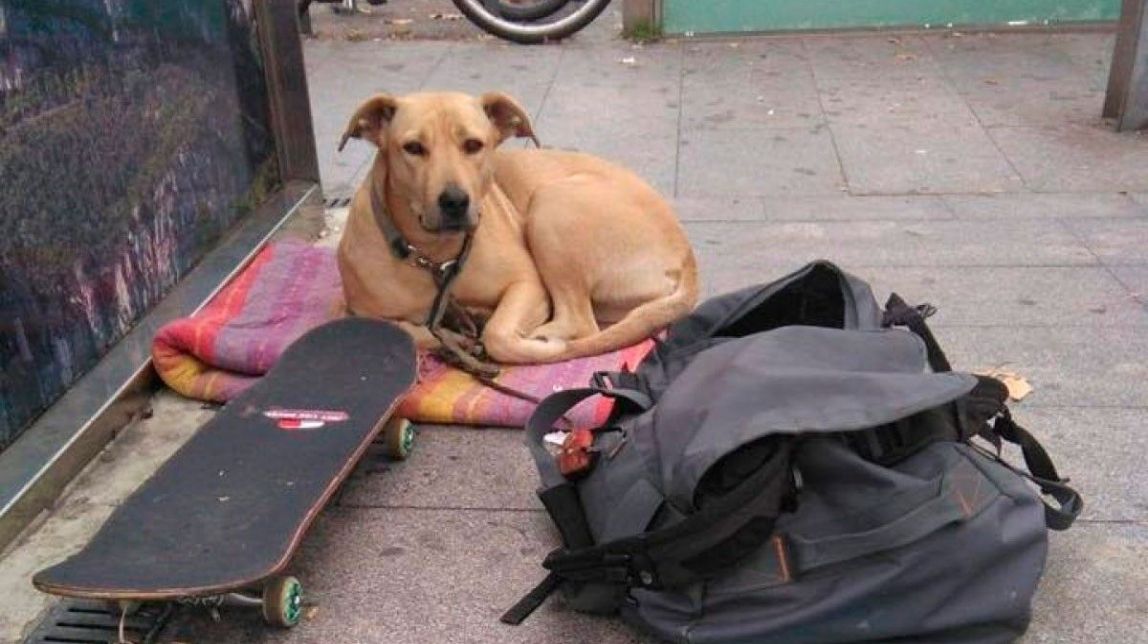 Una entitat animalista denuncia el guàrdia urbà que va matar la gossa «Sota»