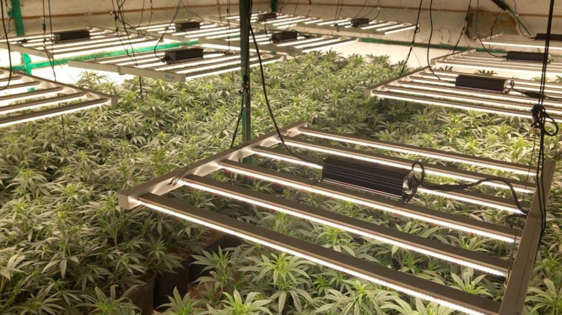 Imatge d'arxiu d'una plantació de marihuana
                                                                             |
                                Mossos d'Esquadra - |
                                Mossos d'Esquadra