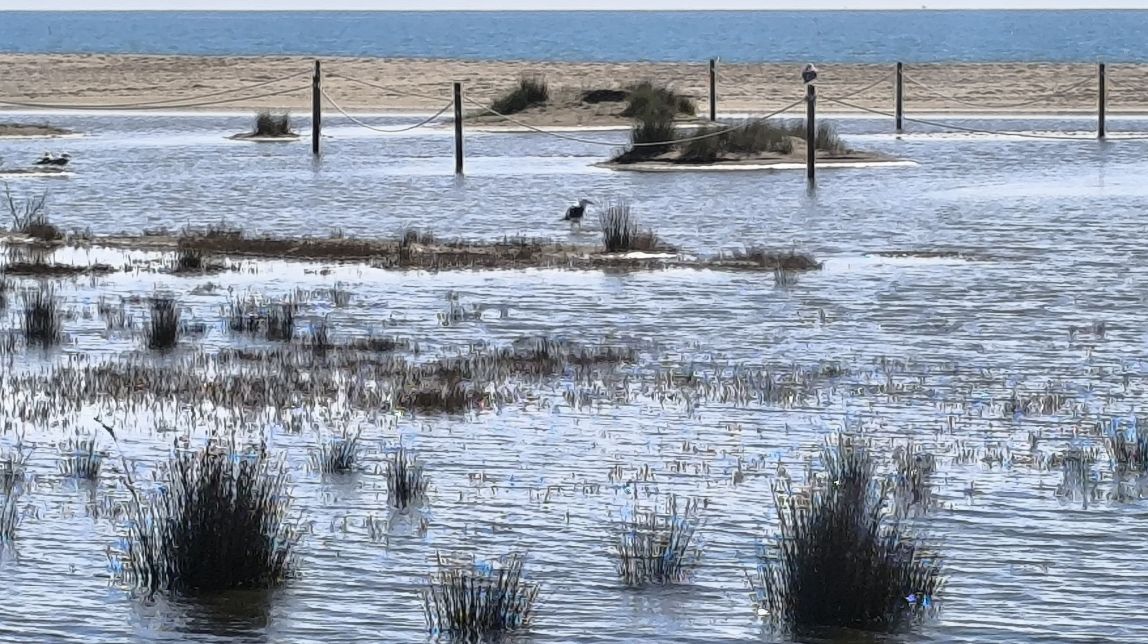 Zona de nidificació del corriol al Vendrell - 