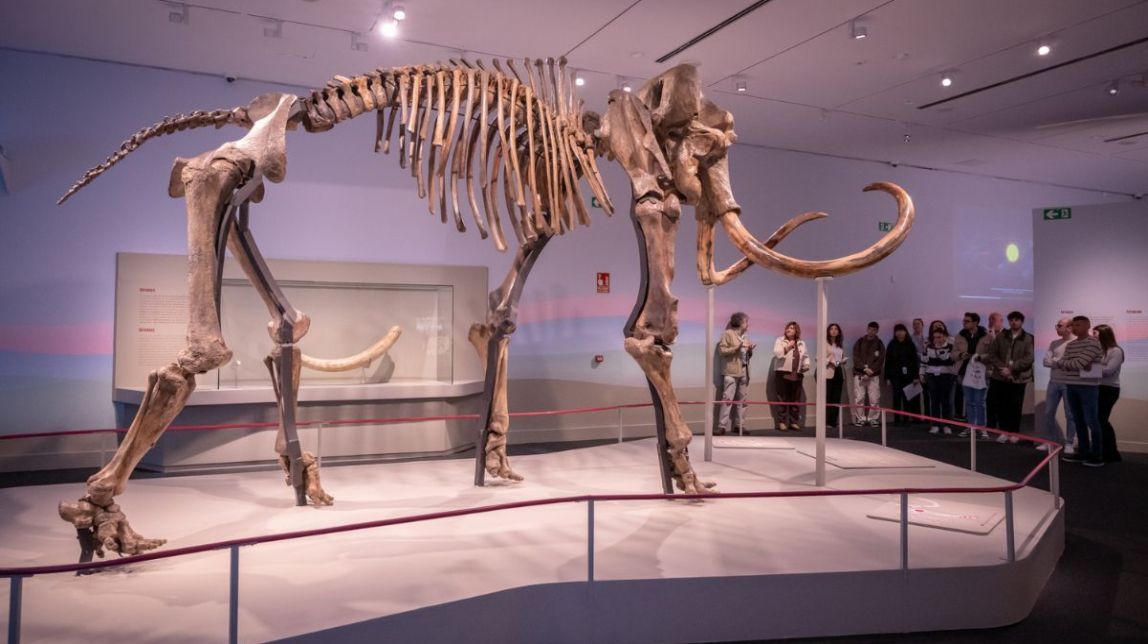 Vista lateral del mamut siberià que es pot veure a l'exposició.
                                                                             |
                                Fundació "la Caixa" - |
                                Fundació "la Caixa"