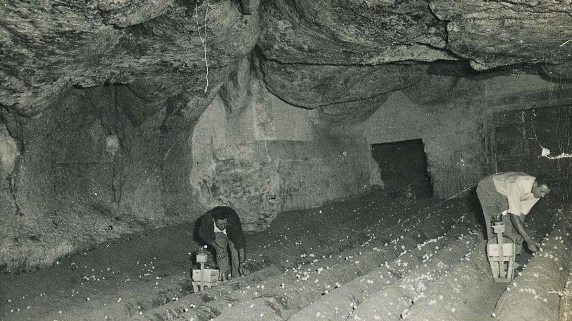 Imatge del cultiu dels xampinyons durant el segle XX
                                                                             |
                                Coves de l'Espluga - |
                                Coves de l'Espluga