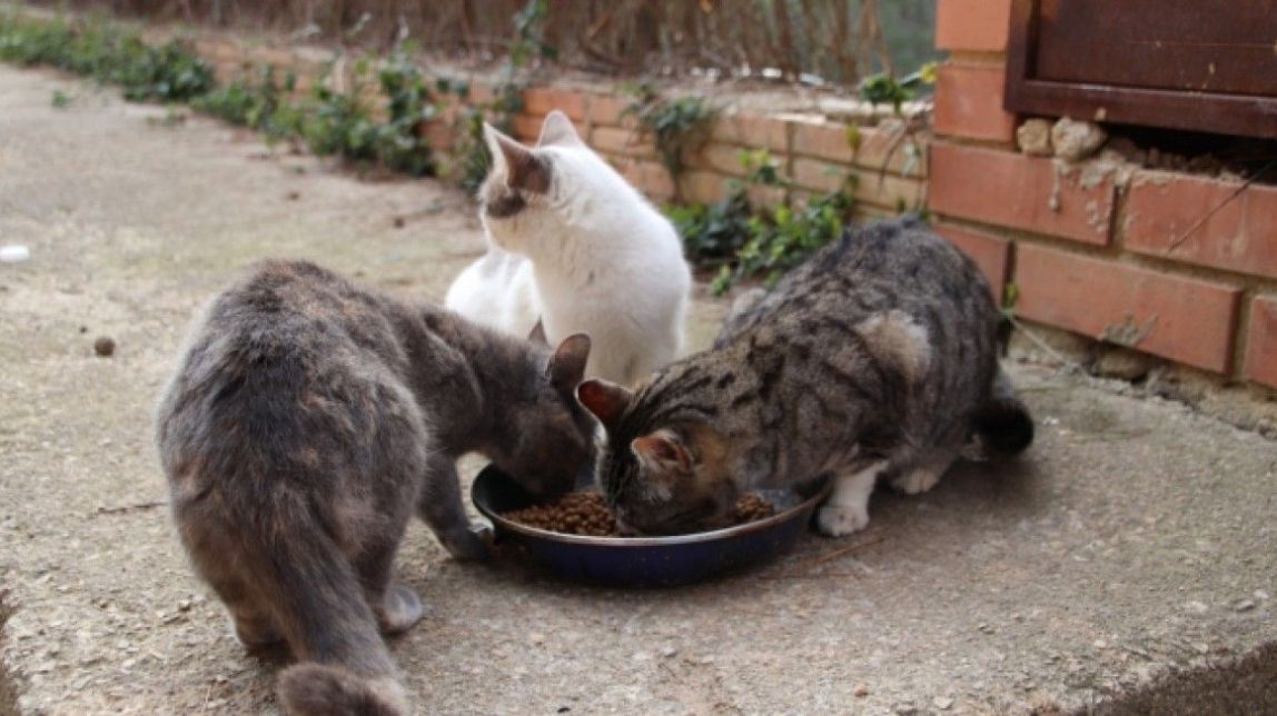 L'Ajuntament de Sant Fruitós impulsa un pla per millorar la gestió de les colònies felines al municipi
                                                                             |
                                Arxiu - |
                                Arxiu