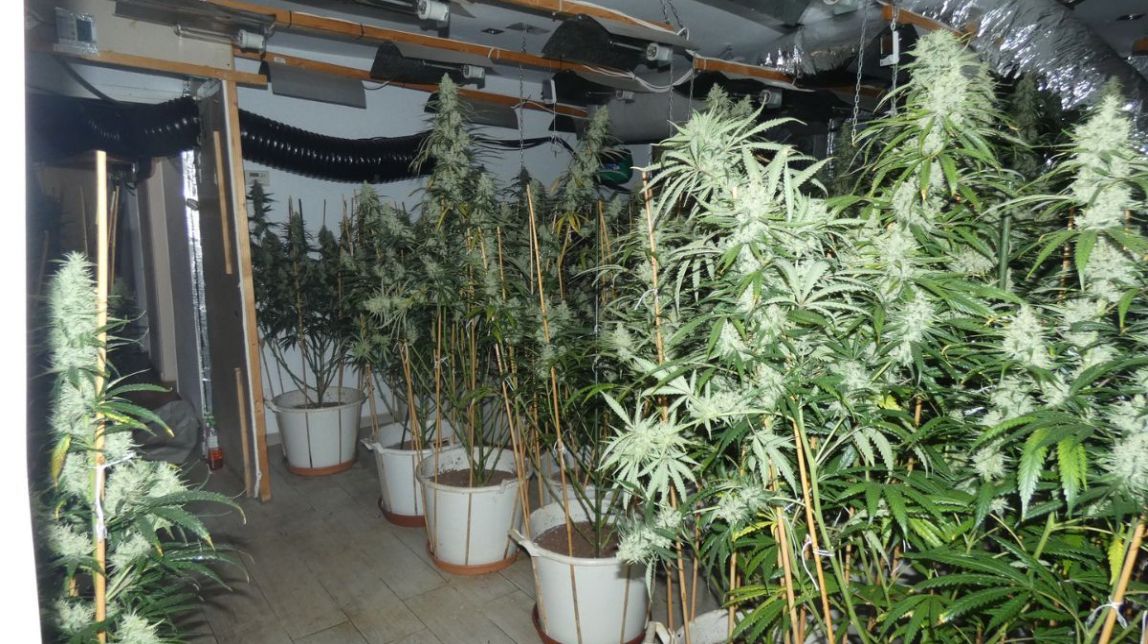 Els agents de la policia catalana van intervenir 131 plantes de marihuana a l'interior del xalet.
                                                                             |
                                Mossos d'Esquadra - |
                                Mossos d'Esquadra