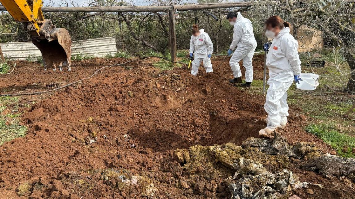 La finca dels horrors a Constantí amb ovelles i cabres mortes.
                                                                             |
                                Mossos - |
                                Mossos