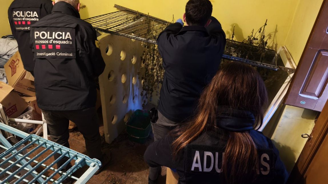 Imatge del lloc on hi havia la marihuana
                                                                             |
                                Mossos d'Esquadra - |
                                Mossos d'Esquadra