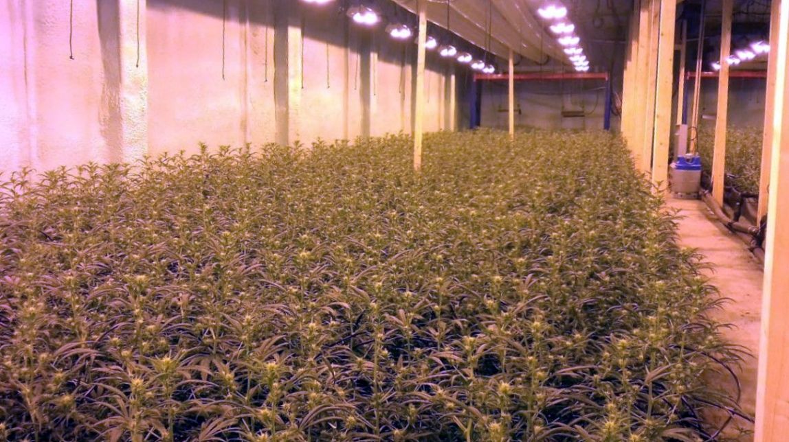 Desmantellada a Sabadell una nau preparada per a produir 9.000 plantes de marihuana