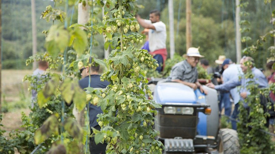Quan el llúpol de la cervesa es pot convertir en una alternativa agrícola