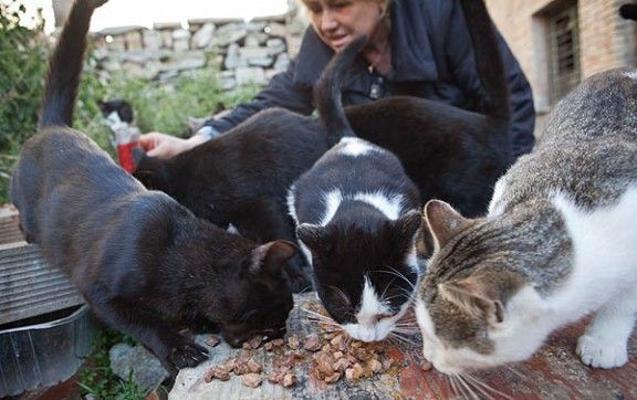 Els veïns de Barcelona conviuen amb més de 750 colònies de gats urbans