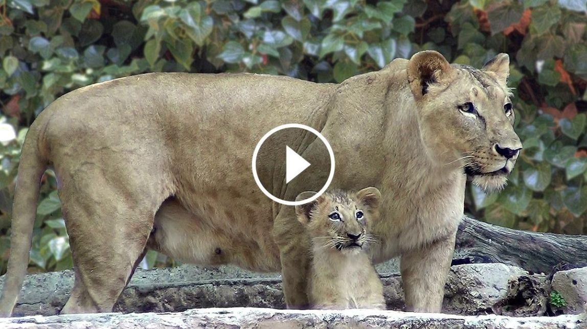 ​VÍDEOS Neix una cria de lleó al Zoo de Barcelona