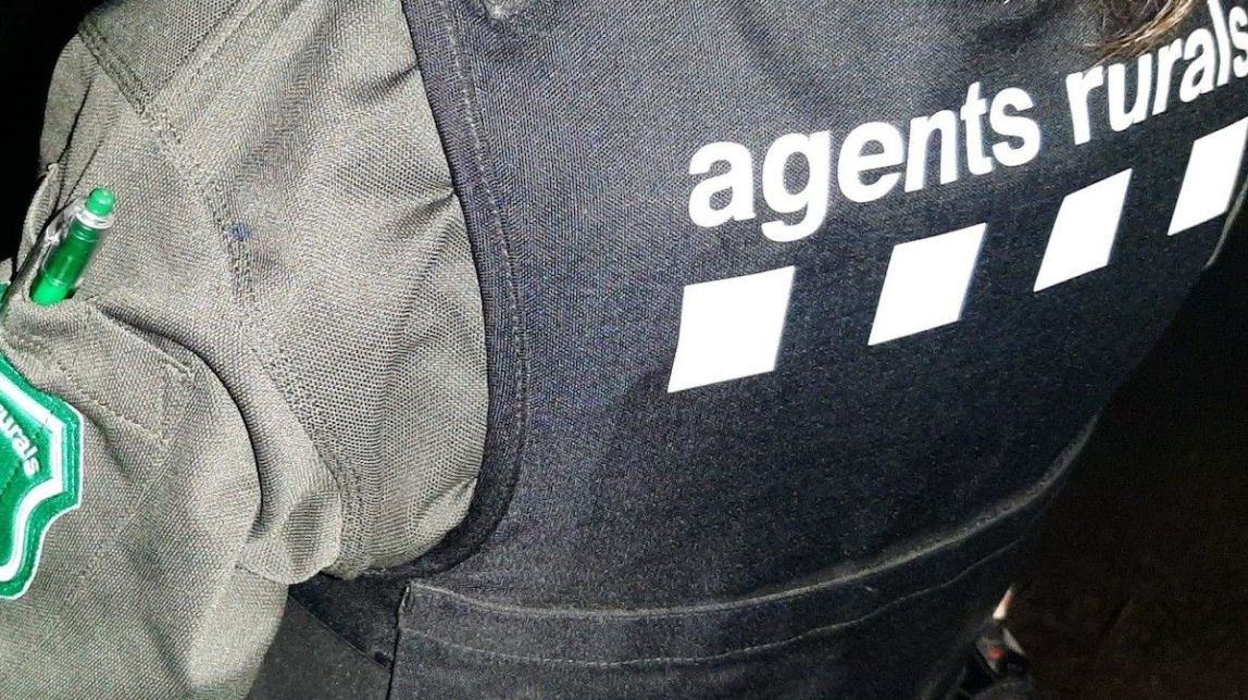 Els Agents Rurals denuncien un bar de Barcelona per exhibir fauna salvatge protegida dissecada
