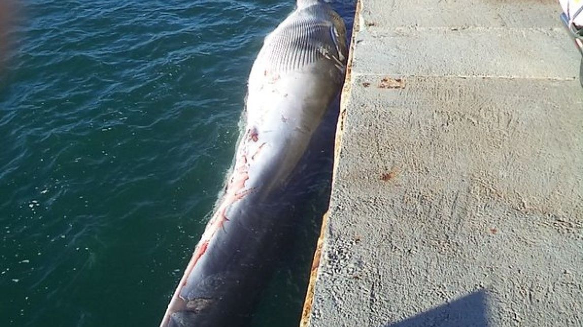 ​Troben una balena morta al port de Barcelona