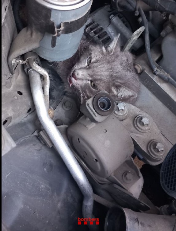 Rescaten un gat atrapat en el motor d'un vehicle a Terrassa