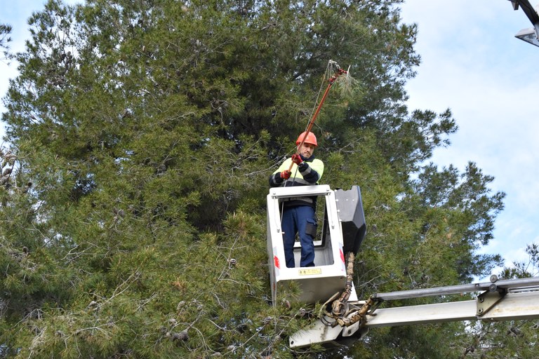 Comença la retirada i tractament de la processionària a Viladecavalls