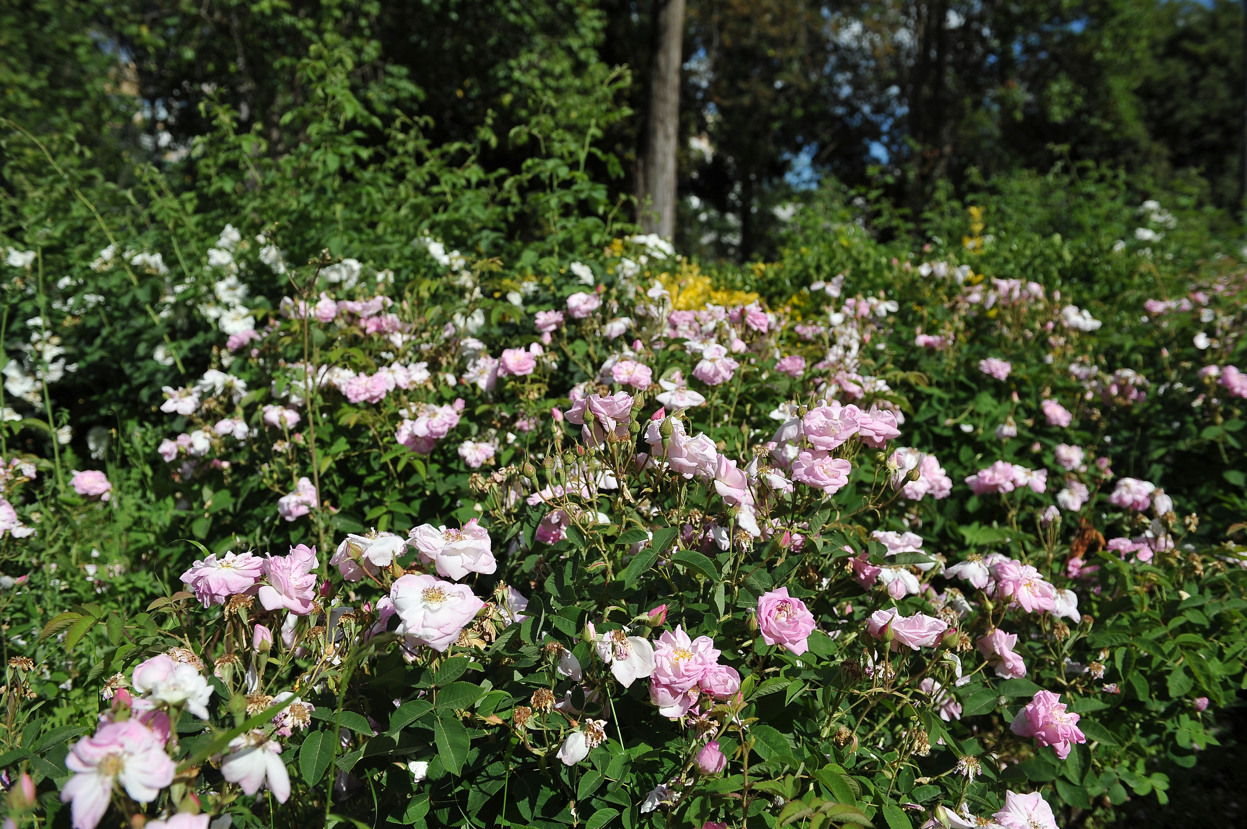 Passejada per les roses del Parc de Sant Jordi