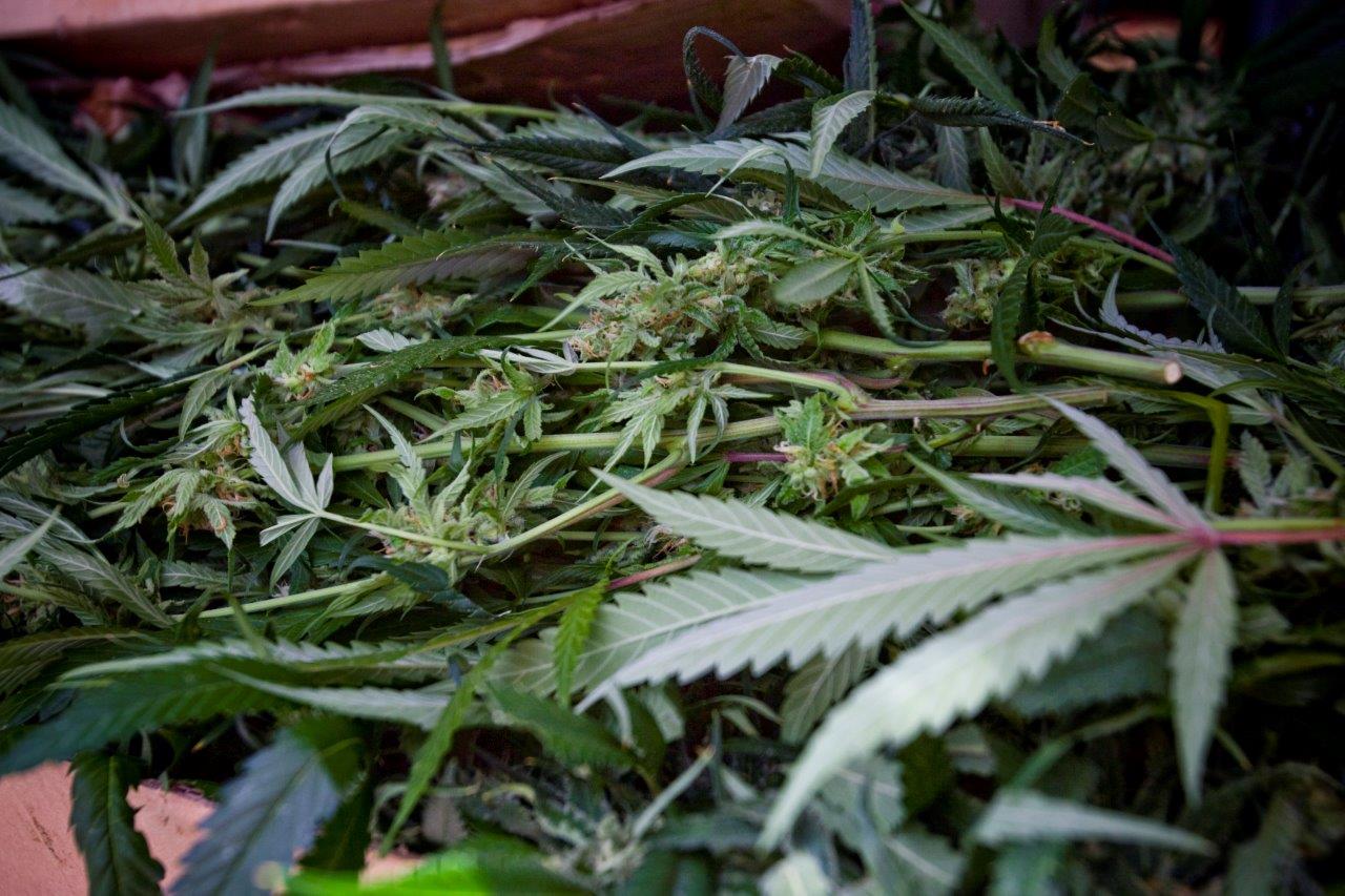 Un armari amb 26 plantes de marihuana