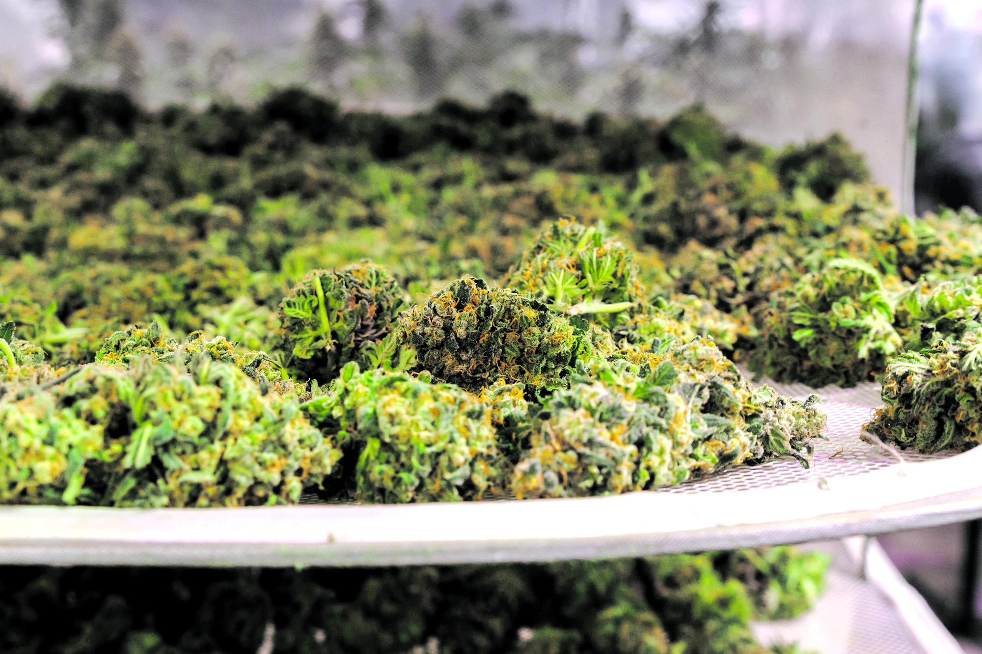 Tres germans imputats per vendre marihuana